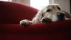 Domestication may have damaged dog's DNA