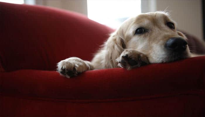 Domestication may have damaged dog's DNA