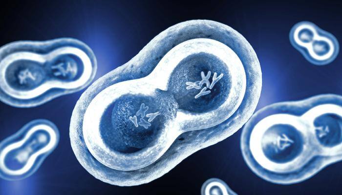 Science behind XY and XX chromosomes in human being