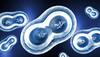 Science behind XY and XX chromosomes in human being