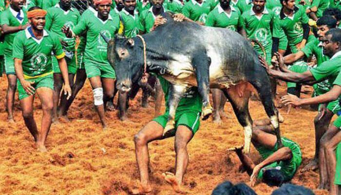 Tamil Nadu can bring Jallikattu ordinance, Centre would support it: Nirmala Sitharaman