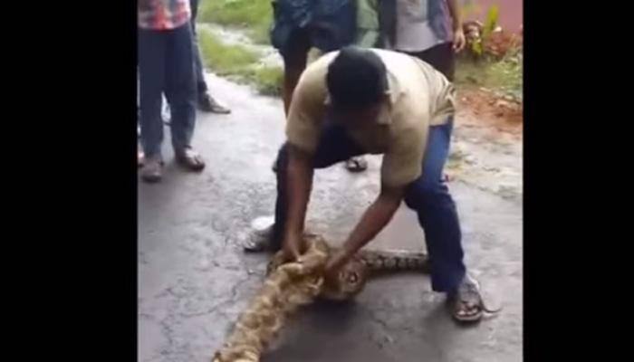 WATCH: Kerala man squeezes out 2 goats from a python&#039;s belly!