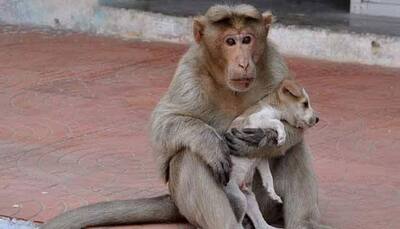This undying affection between monkey and puppy will touch your heart