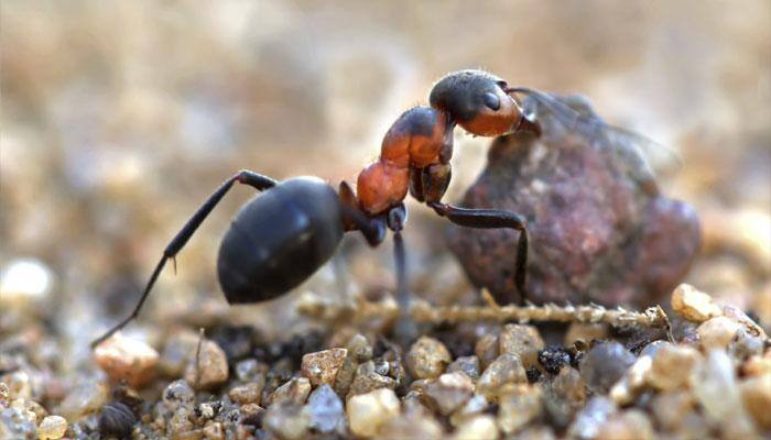 Ants don't respond to social information on the move: Study