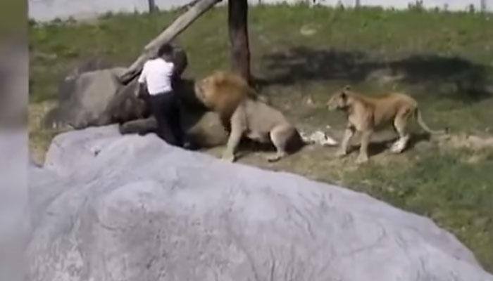 What happened when a mentally unstable man jumped into lion's enclosure at zoo? Watch Video