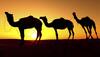 Incredibly stunning Rajasthan Tourism logo video – Watch