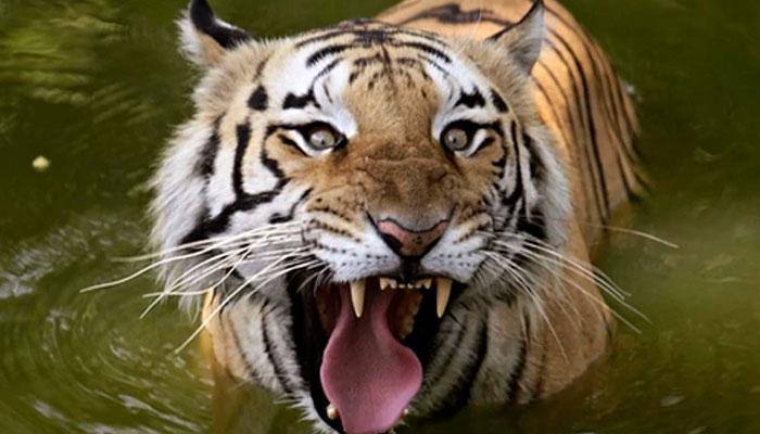 Tigers crucial, but development more important, says Supreme Court