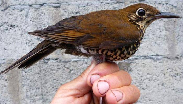 Birdsong helps scientists discover new species in Arunachal Pradesh