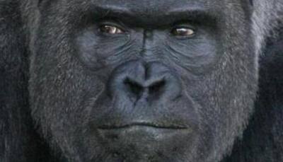 Gripping video: 5-year-old boy falls into gorilla's enclosure at a zoo - Watch what happens next!