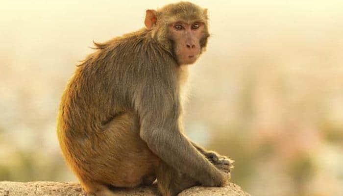 Head transplant successfully carried out on monkey?