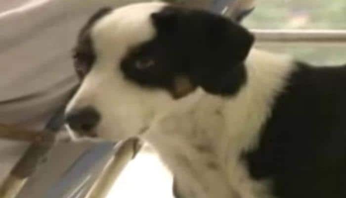 Man&#039;s best friend always! Dog refuses to leave hospital after owner dies