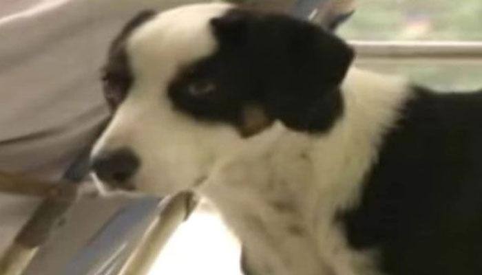 Man's best friend always! Dog refuses to leave hospital after owner dies
