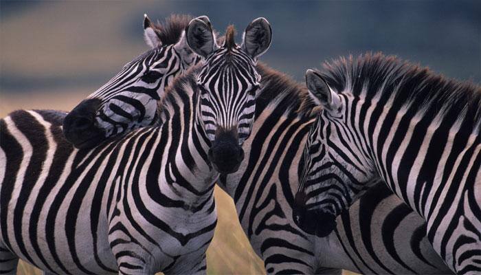 Zebra stripes not for camouflage protection against predators