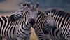 Zebra stripes not for camouflage protection against predators