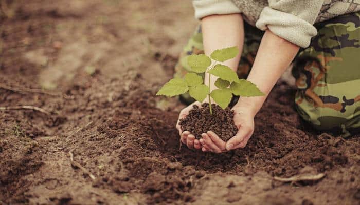 Saplings planted in village panchayats