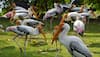 Delhi zoo sets record as painted storks lay over 1,500 eggs