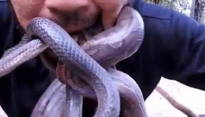 Bizarre! Man puts venomous snakes in mouth to protest deforestation - Watch