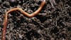 Earthworms not always beneficial, may threaten plant diversity