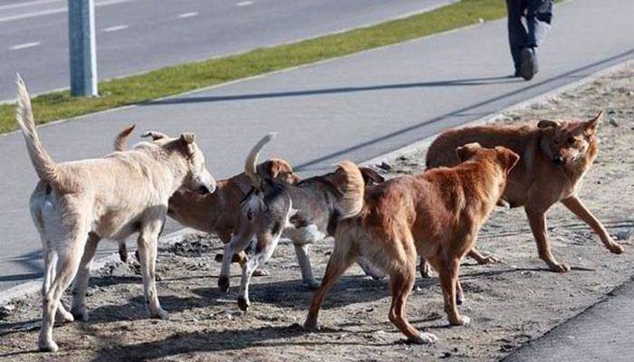 Street dog deaths largely human-influenced: Study