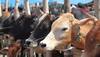 Ex-BJP functionary booked under NSA for 'slaughtering cow' in MP