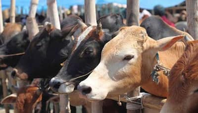 Ex-BJP functionary booked under NSA for 'slaughtering cow' in MP