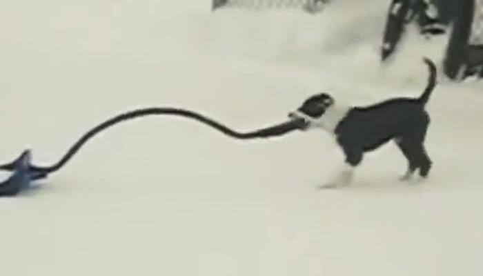 Watch video: Here's how dogs help sweep snow away, deserve a treat!