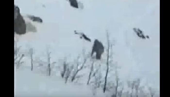 Yeti mystery solved? Trekker &#039;captures&#039; movements of Abominable Snowman in Bhutan