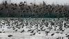 World Wetlands Day: Govt mulls greater role for state govts in managing wetlands