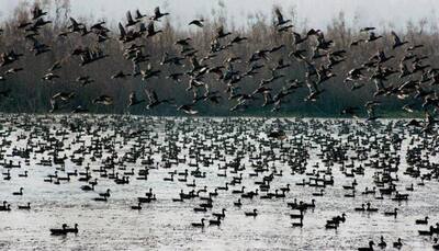World Wetlands Day: Govt mulls greater role for state govts in managing wetlands