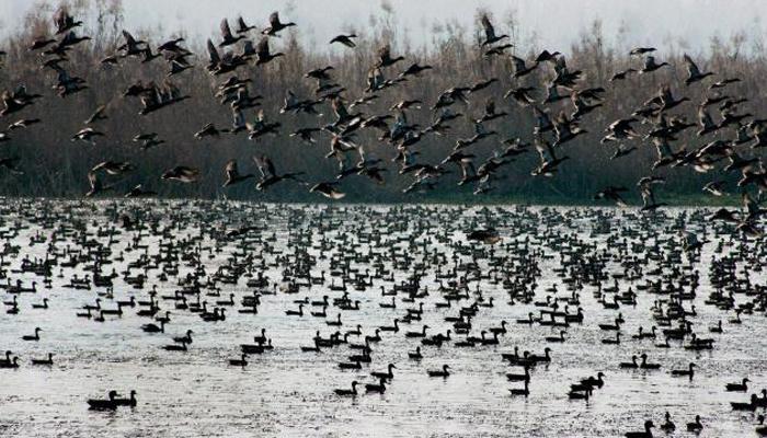 World Wetlands Day: Govt mulls greater role for state govts in managing wetlands World Wetlands Day: Govt mulls greater role for state govts in managing wetlands