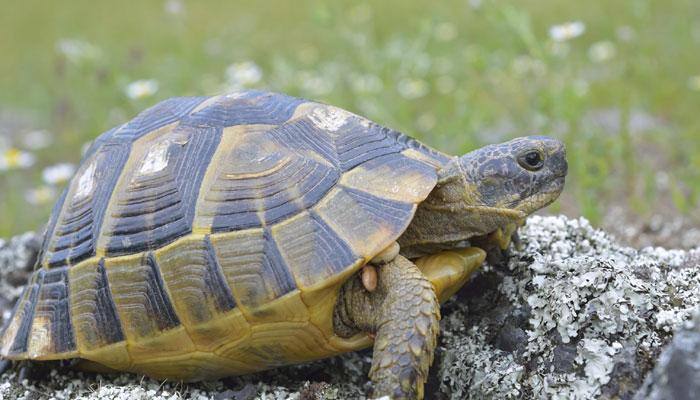 Prehistoric humans savoured roasted turtles!