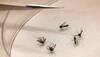 Zika virus: Centre issues guidelines, warns against travel to affected areas