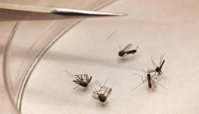 Zika virus: Centre issues guidelines, warns against travel to affected areas