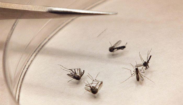 Zika virus: Centre issues guidelines, warns against travel to affected areas Zika virus: Centre issues guidelines, warns against travel to affected areas