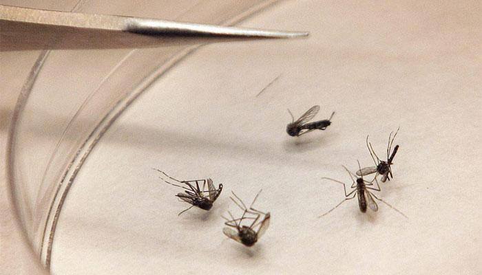 Zika virus: Centre issues guidelines, warns against travel to affected areas