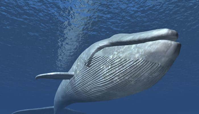 Blue whale rescued off Dapoli coast in Maharashtra