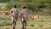 Amazing video! A group of African men steal lions' prey - Watch