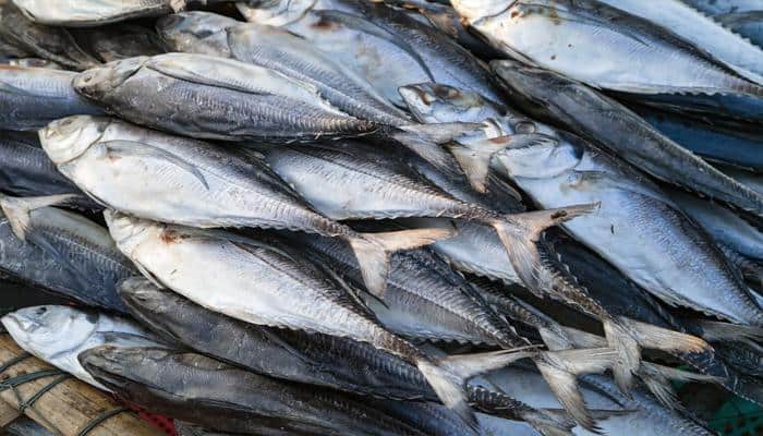 Climate change affecting fisheries wealth: Scientists