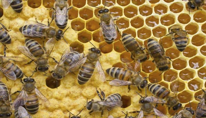 Humans responsible for spreading bee killing virus: Study
