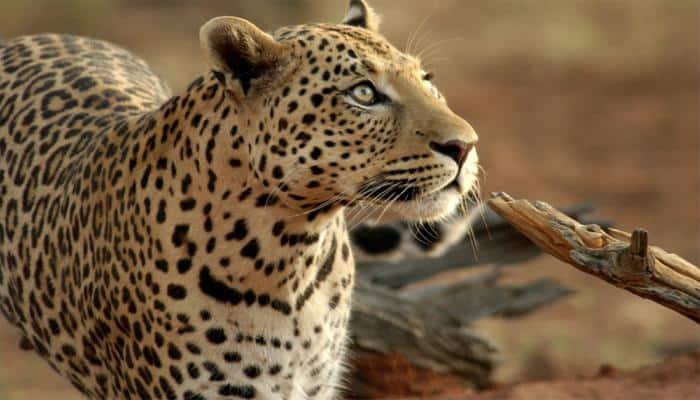 Leopard cats were domesticated in ancient China: Study