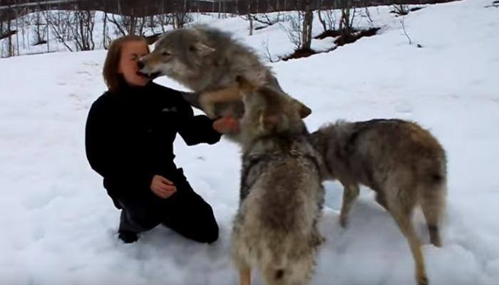 A woman encounters a huge wolf and the most unexpected thing happens - Watch