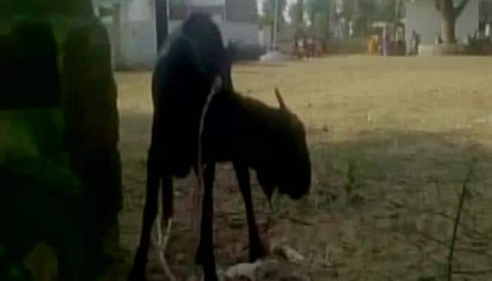 Police arrest goat in Chhattisgarh – know why