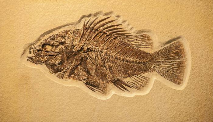 New fossil fish species with giant mouth discovered