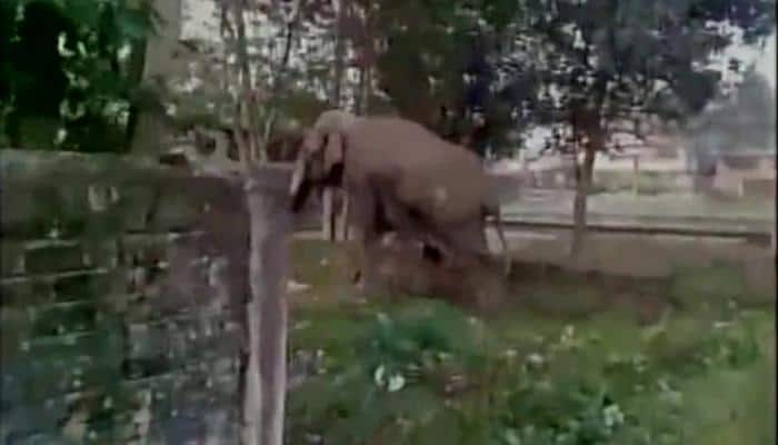 Wild elephant goes berserk in Siliguri town - Watch