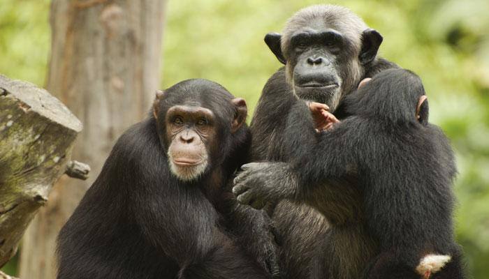 What influences grooming habits of wild chimpanzees?