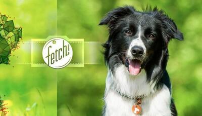 Watch: Microsoft’s new Fetch app can identify breeds from photos of dogs
