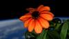 Say hello to flowering Zinnias on space station this Valentine's