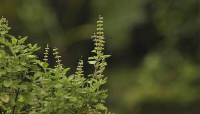 Tulsi is worshipped and considered sacred – Here’s why
