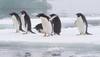 Antarctica penguins unable to return home due to iceberg grounding
