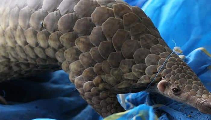 World Pangolin Day: These scaly anteaters face extinction in India